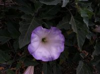 datura.jpg
