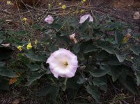 datura2.jpg
