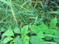 IMG_1423.JPG