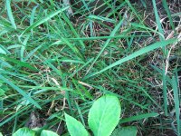 IMG_1425.JPG