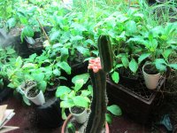 IMG_1469.JPG