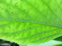 Insects+2.JPG