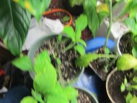 IMG_1478.JPG
