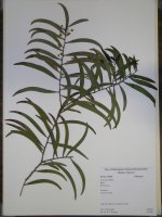 acacia_confusa_kala_13466.jpg