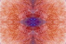 Zooid-1253.jpg