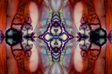 Zooid-1594.jpg