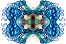 Zooid-1697.jpg