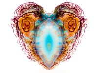 Zooid-1802.jpg