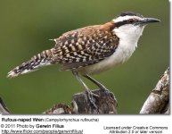RufousnapedWren.jpg