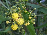 Acacia_retinodes.jpg