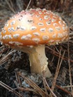 IMG_0050.jpg