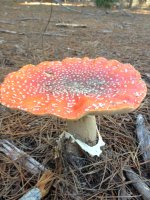 IMG_0104.jpg