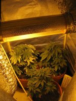 IMG_2215.JPG