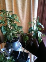 garden+4.jpg