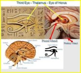 pineal+gland.jpg