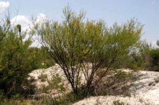 Acacia+constricta%2C+arizona.jpg