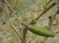 Acacia_farnesiana_pod-1.jpg