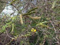 acacia_rorudiana_gz_fcd_sx_oct07-3.jpg