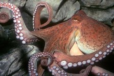 octopus-intelligent-flexible-animal.jpg