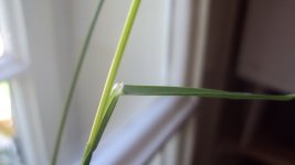 phalaris+arundi+ligule+memb.jpg