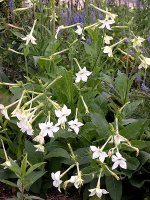 450px-Nicotiana_alata1By_Carl_E_Lewis.jpg