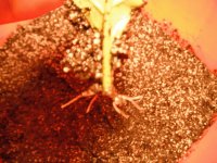 roots+002.JPG