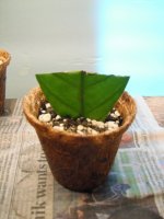 flouro+garden+001.JPG