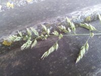 gras1_1.jpg