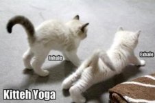 Kitteh-Yoga.jpg