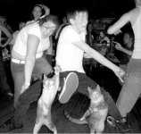 dancing+cats.jpg