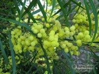 Acacia_retinodes.jpg