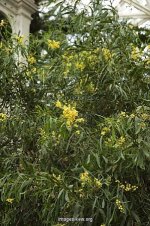 acacia_retinodes_Kew+Gardens.jpg