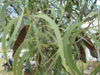 acacia+phyllodes+and+pods.png