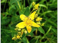 Hypericum+perforatum+flower.jpg