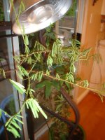 DSC05236.JPG