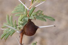 whistling-acacia-maasai-mara-kenya-111306-wrk-0023-low-res.jpg