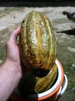 cacao.jpg