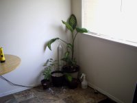 IMAG0081.JPG