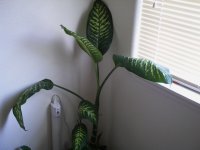 IMAG0082.JPG