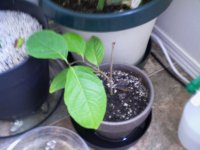 IMAG0083.JPG
