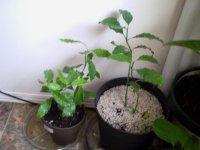 IMAG0084.JPG