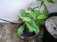 IMAG0085.JPG