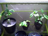 IMAG0091.JPG