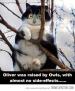 cat+owl.jpg