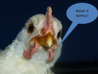 chicken+nipple+pic.jpg