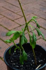 DSC_8435.jpg
