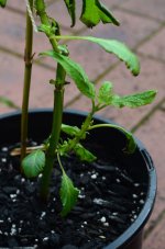 DSC_8436.jpg