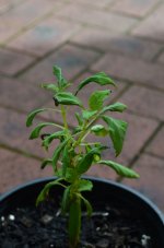 DSC_8438.jpg