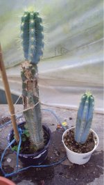 cacti+1.jpg