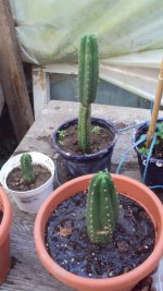cacti+2.jpg